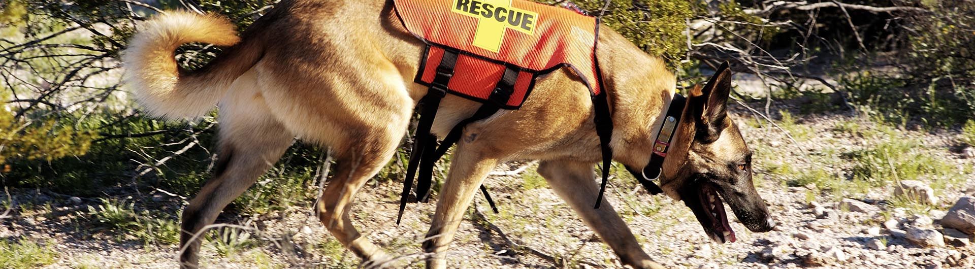 K9 Dogs - Tracking Dogs