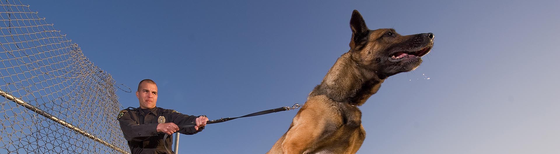 K9 Dogs - Security Dogs